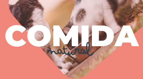 comida natural para kitten